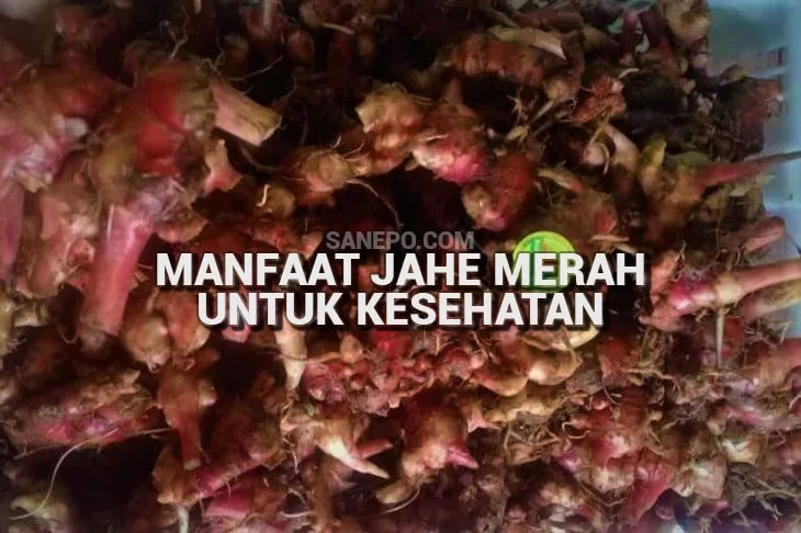 Wow! 6 Manfaat Jahe Merah yang Tak Terduga Untuk Kesehatan 5 Manfaat Jahe Merah