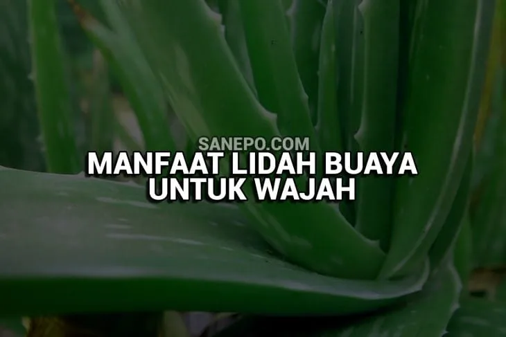 manfaat lidah buaya