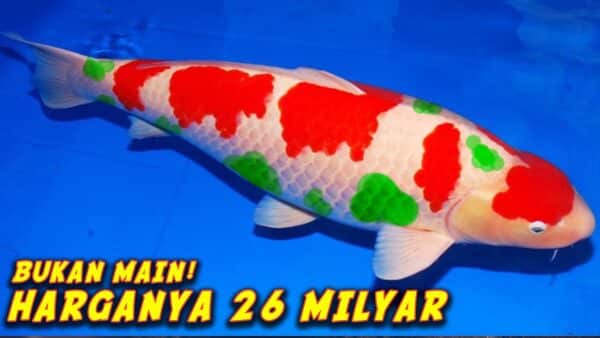 5 Ikan Termahal Di Dunia dengan Harga Fantastik 2022
