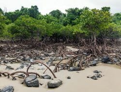10 Ucapan Hari Mangrove Sedunia 2022, Terbaru Pas untuk Status FB atau Caption IG di 26 Juli