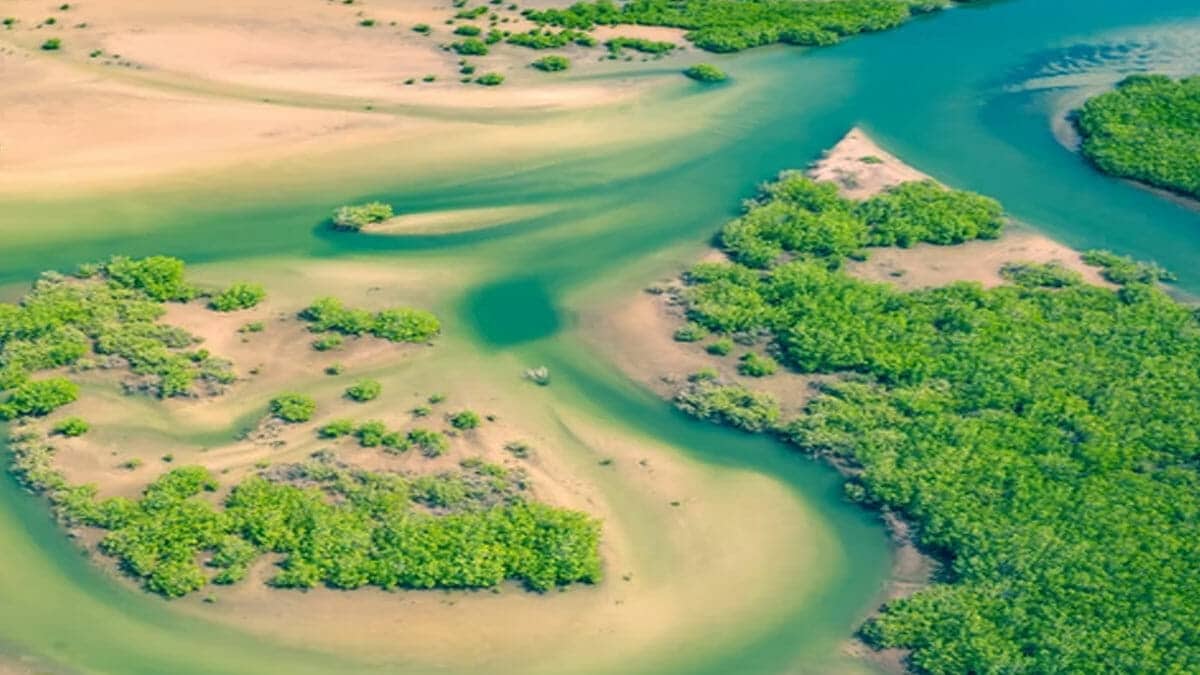 ucapan hari mangrove sedunia 2022