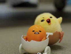 Link Nonton Gudetama Sub Indo, Terbaru 2022 Bukan LK21 Apalagi TELEGRAM